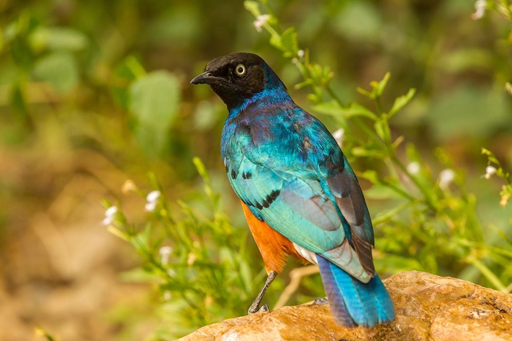 Africa-Tanzania-Serengeti National Park Superb starling close-up